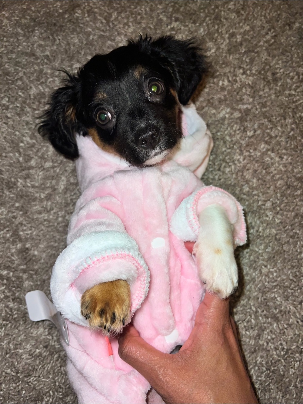 Small Dog / Cat Pig Costume